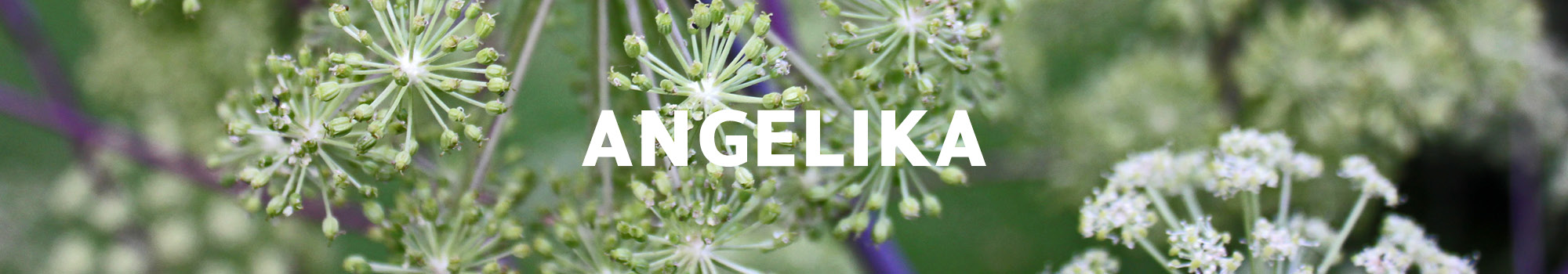 Angelika