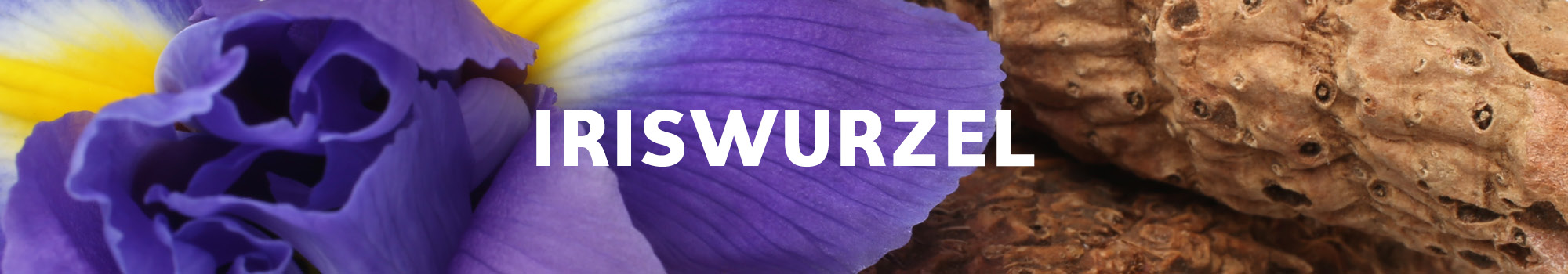 Iriswurz